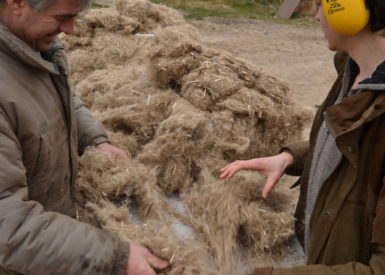 La laine de chanvre passe dans la souffleuse à laine pour être décompactée
