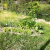 Plantation jardin permaculture