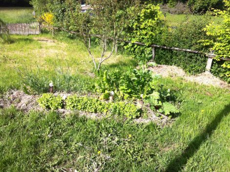 Plantation jardin permaculture