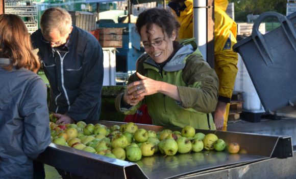 Pressage du jus de pomme Eco-Pertica à la Reinette verte