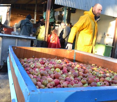 Pressage du jus de pomme Eco-Pertica à la Reinette verte