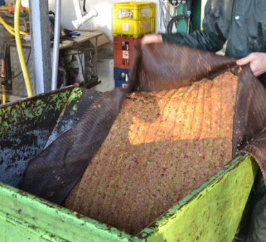 Pressage du jus de pomme Eco-Pertica à la Reinette verte