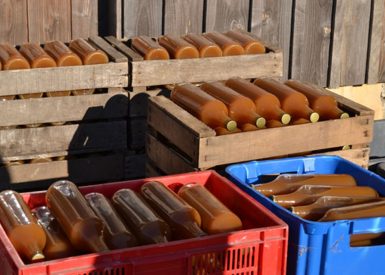 Pressage du jus de pomme Eco-Pertica à la Reinette verte